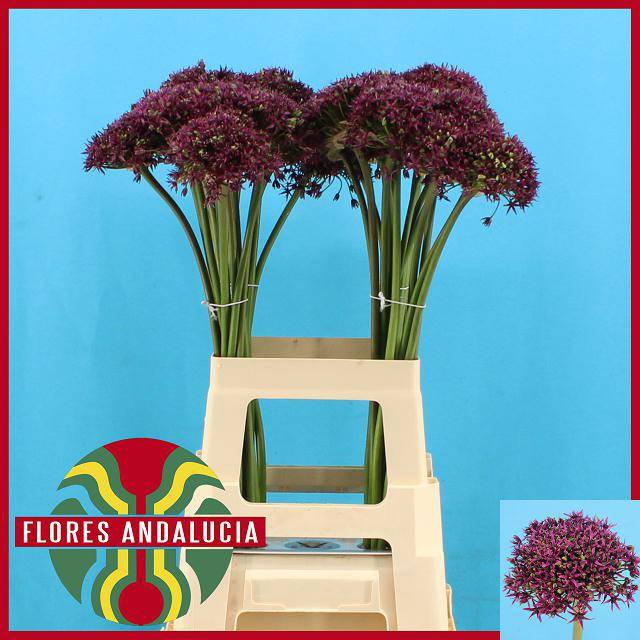 <h4>ALLIUM CHERRY</h4>