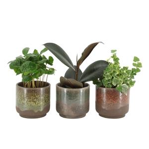 55008: Solutionss Plants