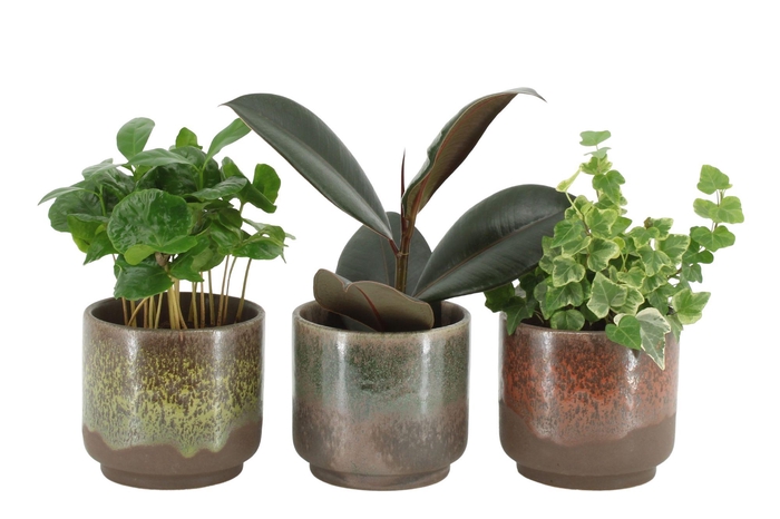 <h4>55008: Solutionss Plants</h4>