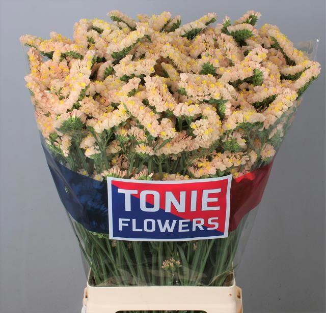 <h4>Lim S Glow Sun Birds</h4>