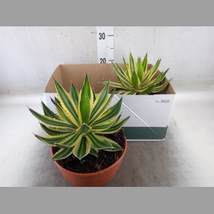 Agave lophantha 'Quadricolor'