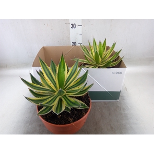 Agave lophantha 'Quadricolor'