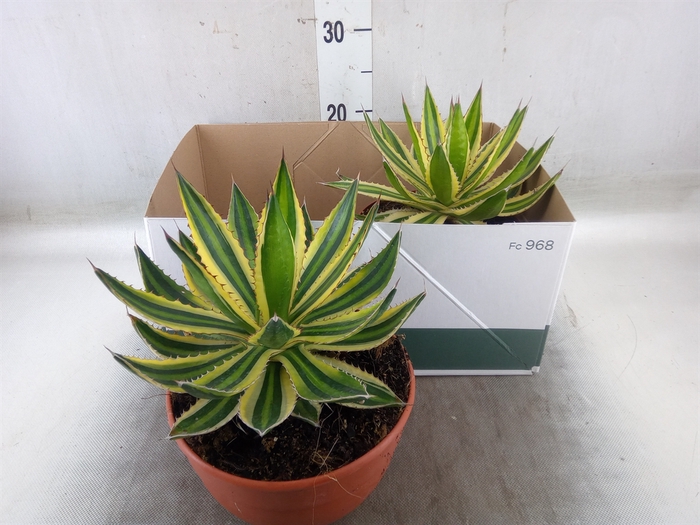 <h4>Agave lophantha 'Quadricolor'</h4>