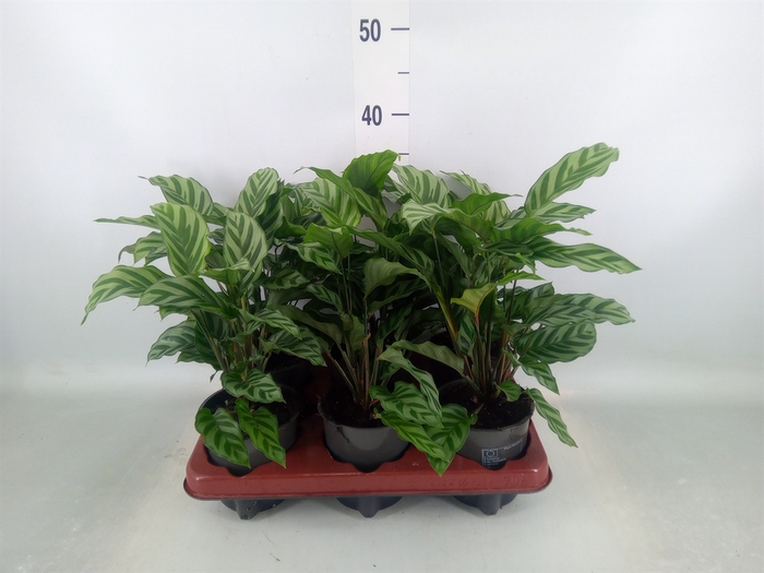 <h4>Calathea  'Freddie'</h4>