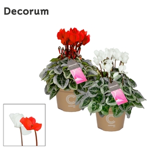 Cyclamen Picasso Red/White P11