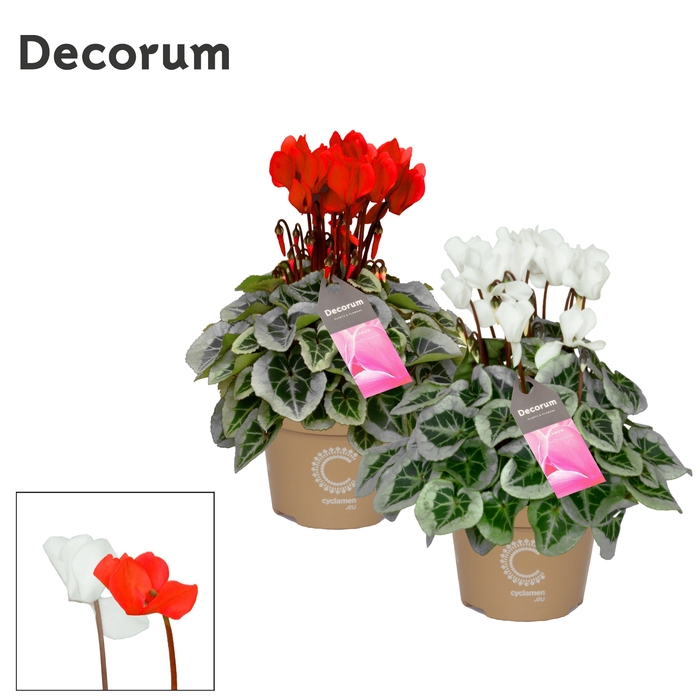 <h4>Cyclamen Picasso Red/White P11</h4>