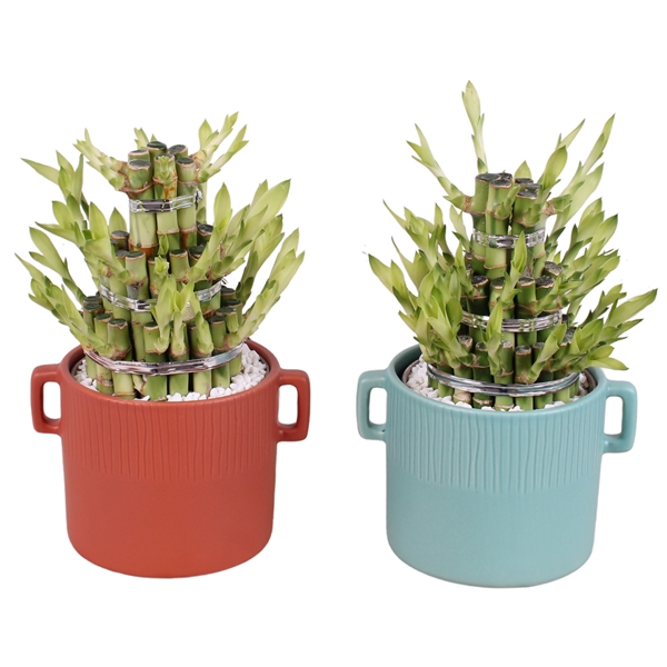 <h4>Lucky Bamboo Shape Round 3B Ø17cm Ceramic EV463</h4>