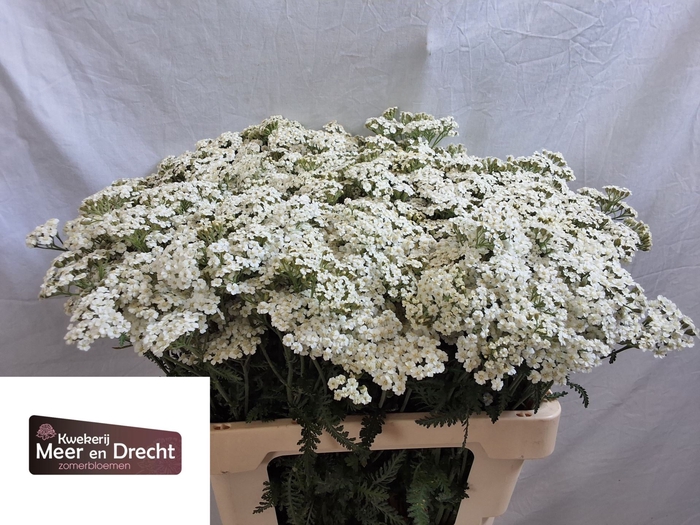 <h4>Achil White Beauty</h4>