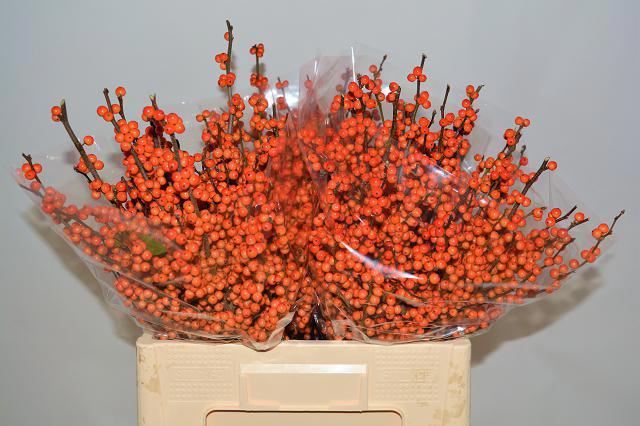 <h4>ILEX LA RANGE</h4>