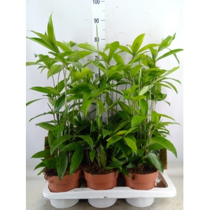 Dracaena surculosa