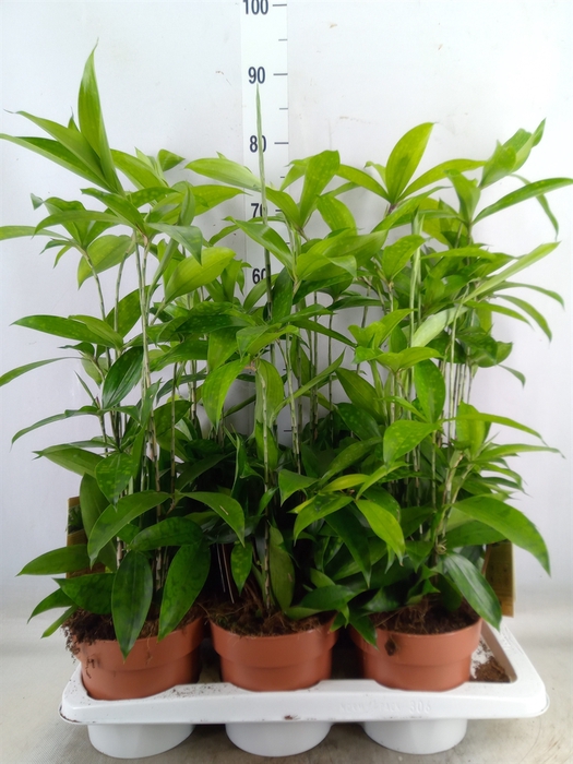 <h4>Dracaena surculosa</h4>
