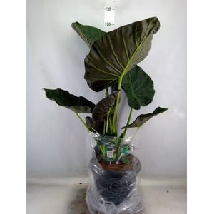 Alocasia  'Regal Shields'