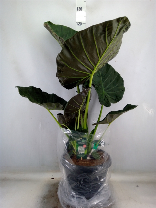 <h4>Alocasia  'Regal Shields'</h4>