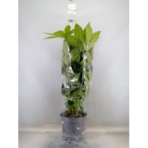 Fatsia japonica   ...