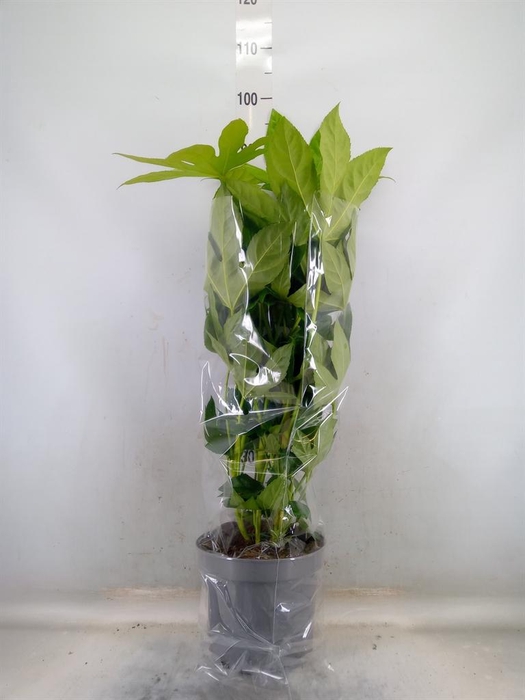 <h4>Fatsia japonica   ...</h4>