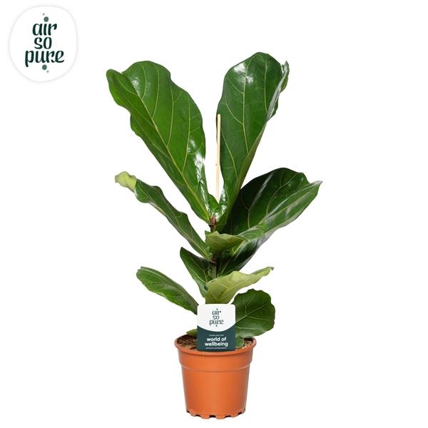 <h4>Ficus lyrata</h4>