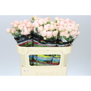 Rosa Tr Bombastic