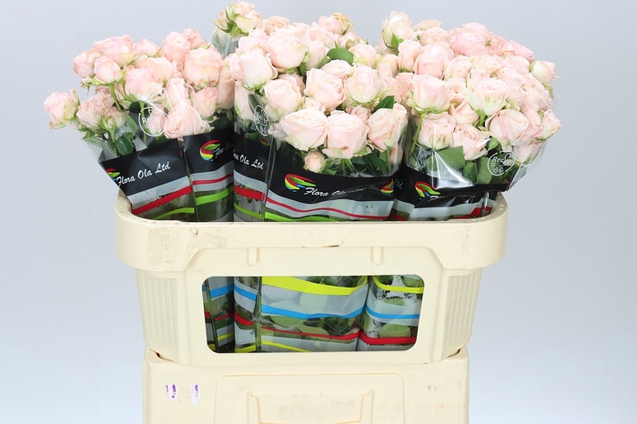 <h4>Rosa Tr Bombastic</h4>