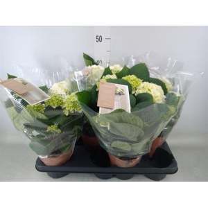 Hydrangea mac. 'Schneeball'