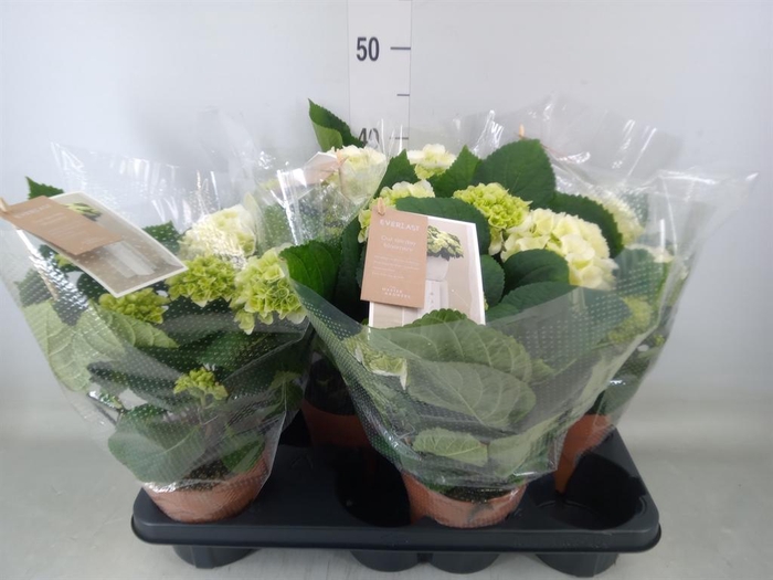 <h4>Hydrangea mac. 'Schneeball'</h4>