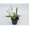 ORQUIDEA COELOGYNE CRISTATA P15