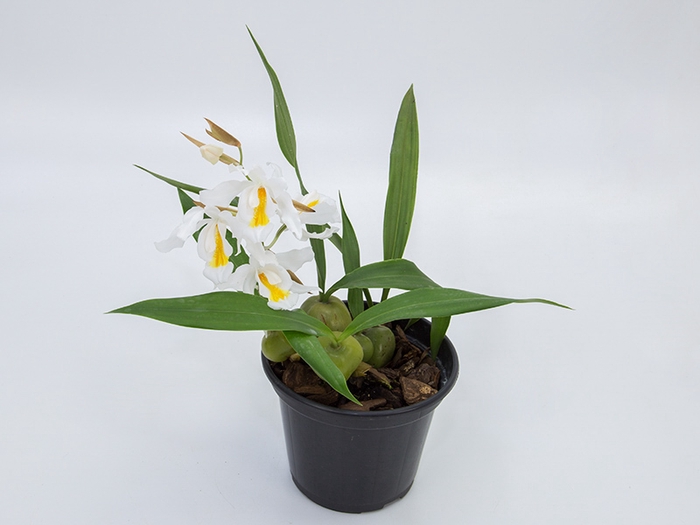 ORQUIDEA COELOGYNE CRISTATA P15