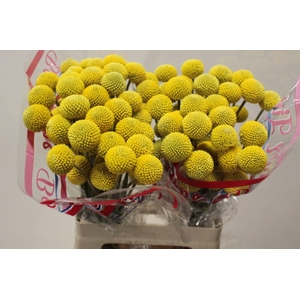 CRASPEDIA PAINTBALL POP