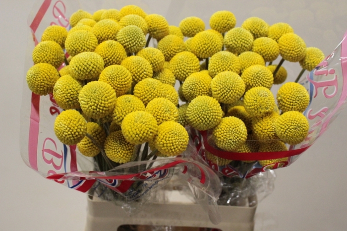 <h4>CRASPEDIA PAINTBALL POP</h4>