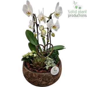 PH041 Esra Gold Love