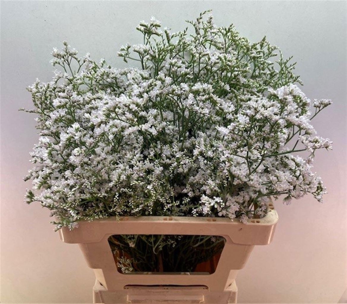 <h4>LIM WHITE NETO</h4>