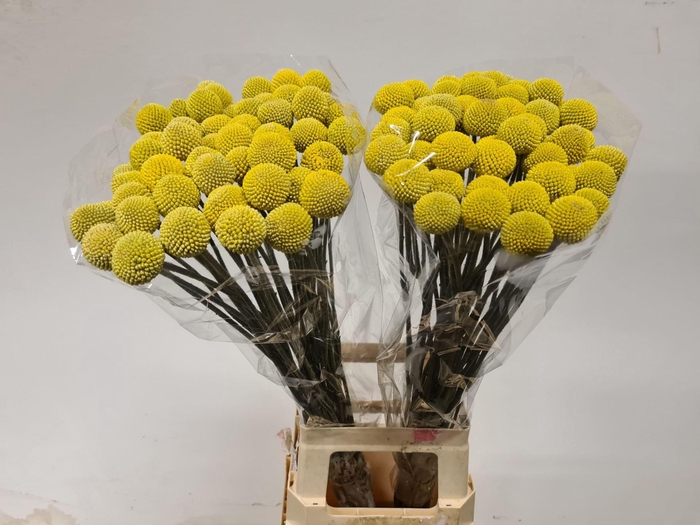 <h4>CRASPEDIA GLOB. 'PAINTBALL POP'</h4>