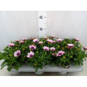 Osteospermum  'Margarita Eclips 20'