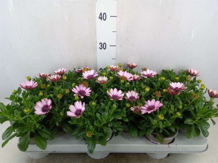 <h4>Osteospermum  'Margarita Eclips 20'</h4>