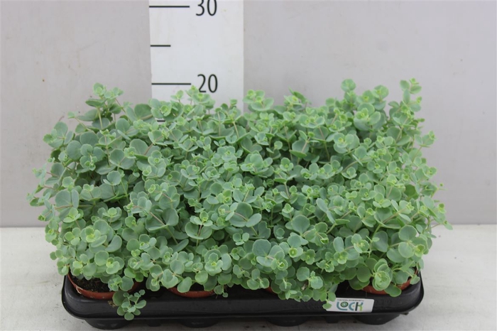 <h4>Sedum Sieboldii</h4>