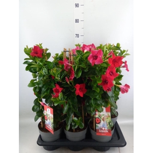 Mandevilla am. 'Sundav Double Red'