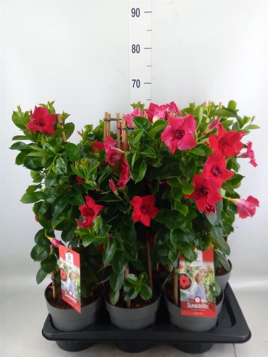 <h4>Mandevilla am. 'Sundav Double Red'</h4>
