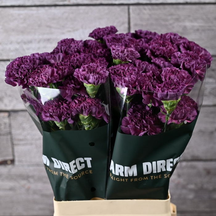 <h4>Di St Cobalt Thrill</h4>