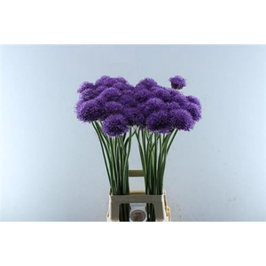 Allium Gladiator