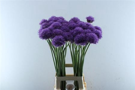 <h4>Allium Gladiator</h4>
