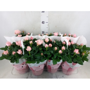 Rosa  'Amorosa Infinity Soft Pink'