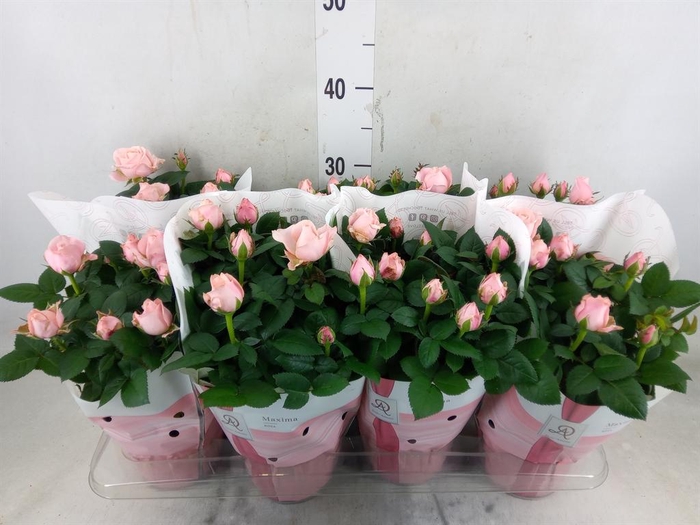 <h4>Rosa  'Amorosa Infinity Soft Pink'</h4>