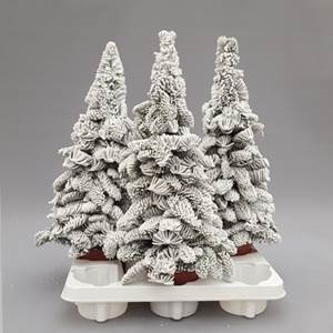Abies paraffin 50 cm hoog