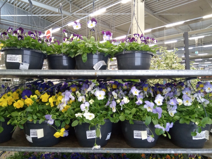 <h4>Viola corn.   ...mix</h4>