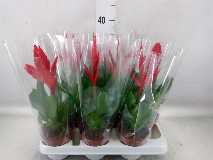 <h4>Vriesea  'Twinkle'</h4>