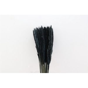 Dried Fluffy Pampas Black Bunch