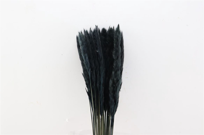 <h4>Dried Fluffy Pampas Black Bunch</h4>