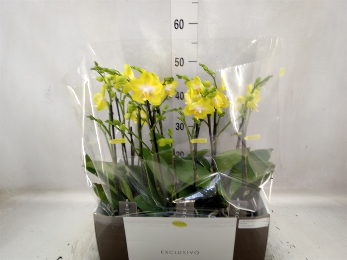 <h4>Phalaenopsis multi. 'Ant Arezzo'</h4>