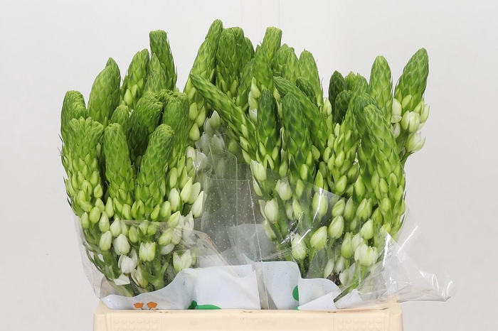 <h4>Ornithogalum thyrsoides Milky Way</h4>