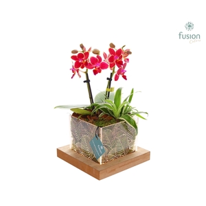 Acryl bakje LED met Arrangement Phalaenopsis en Chlorophytum