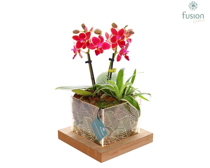 <h4>Acryl bakje LED met Arrangement Phalaenopsis en Chlorophytum</h4>